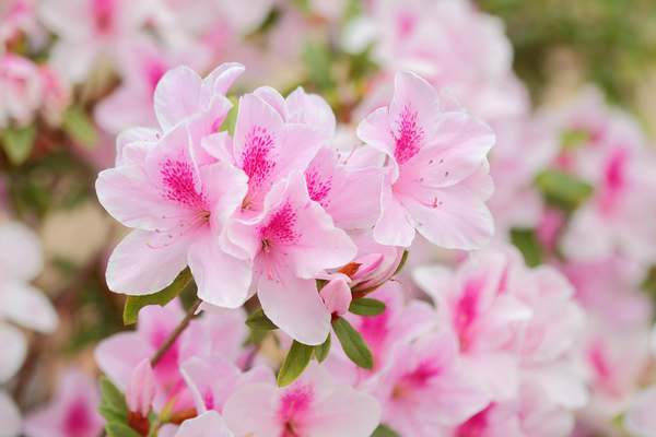 significato fiore azalea