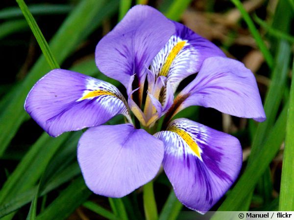 significato fiore iris
