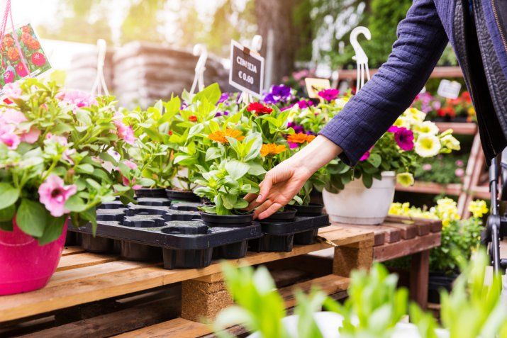 primavera