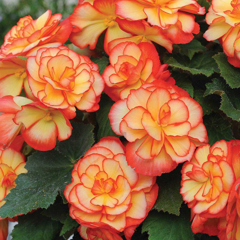 significato begonia