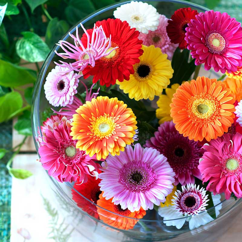sgnificato fiore Gerbera