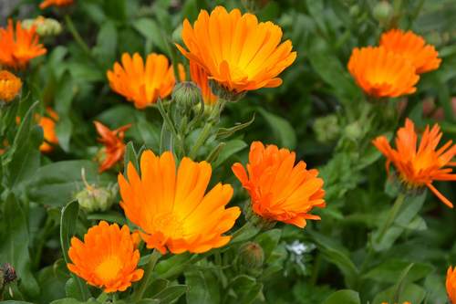 fiori anti zanzare