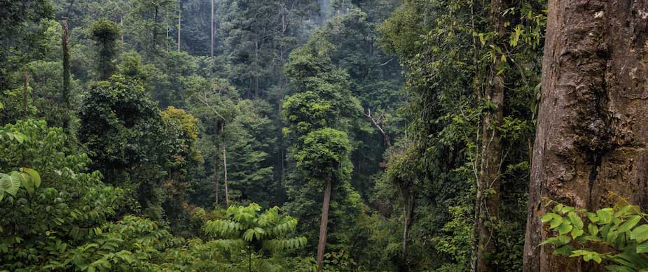 Source: Leroy Merlin amico eco progetto ambientale