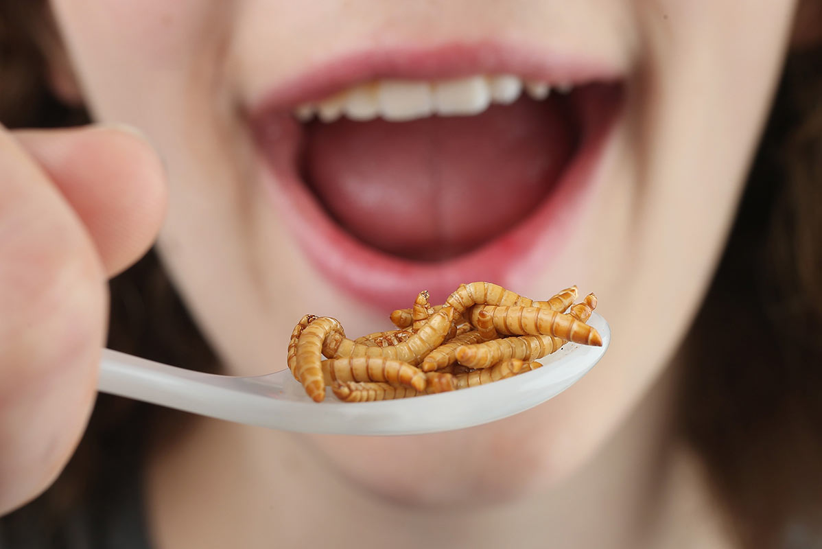 mangiare insetti nuova tendenza