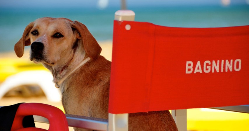 Spiagge A Misura Di Cane In Italia Habitante