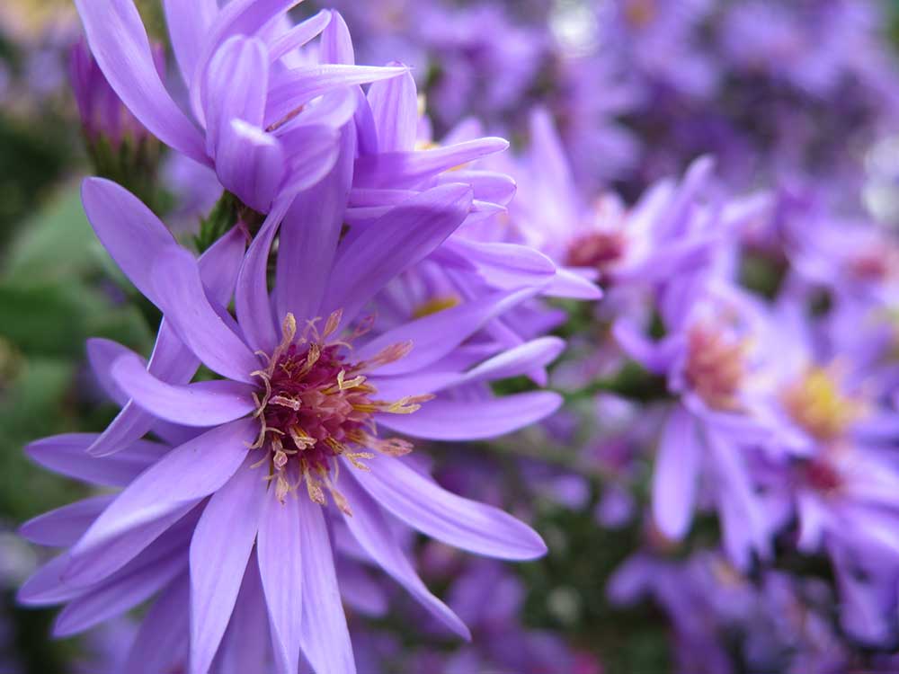 Hortus Incomptus