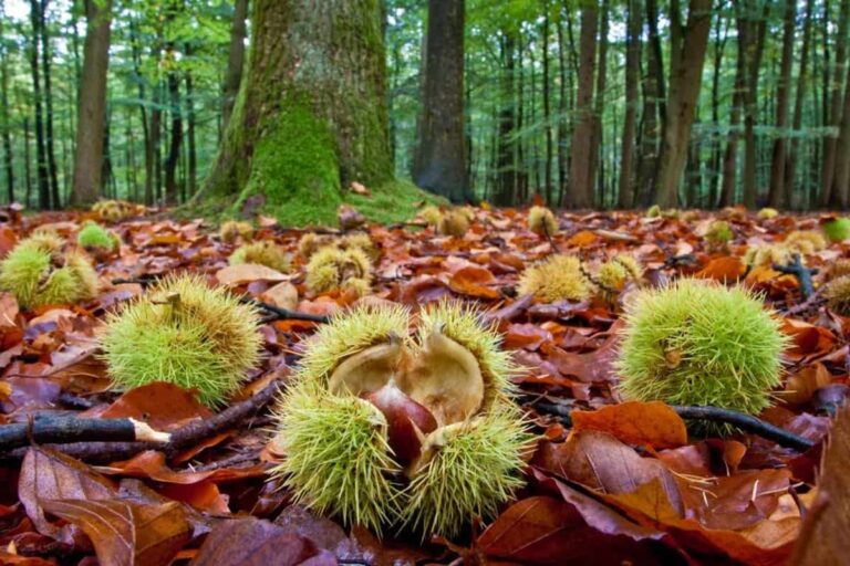 raccolta delle castagne in Lombardia