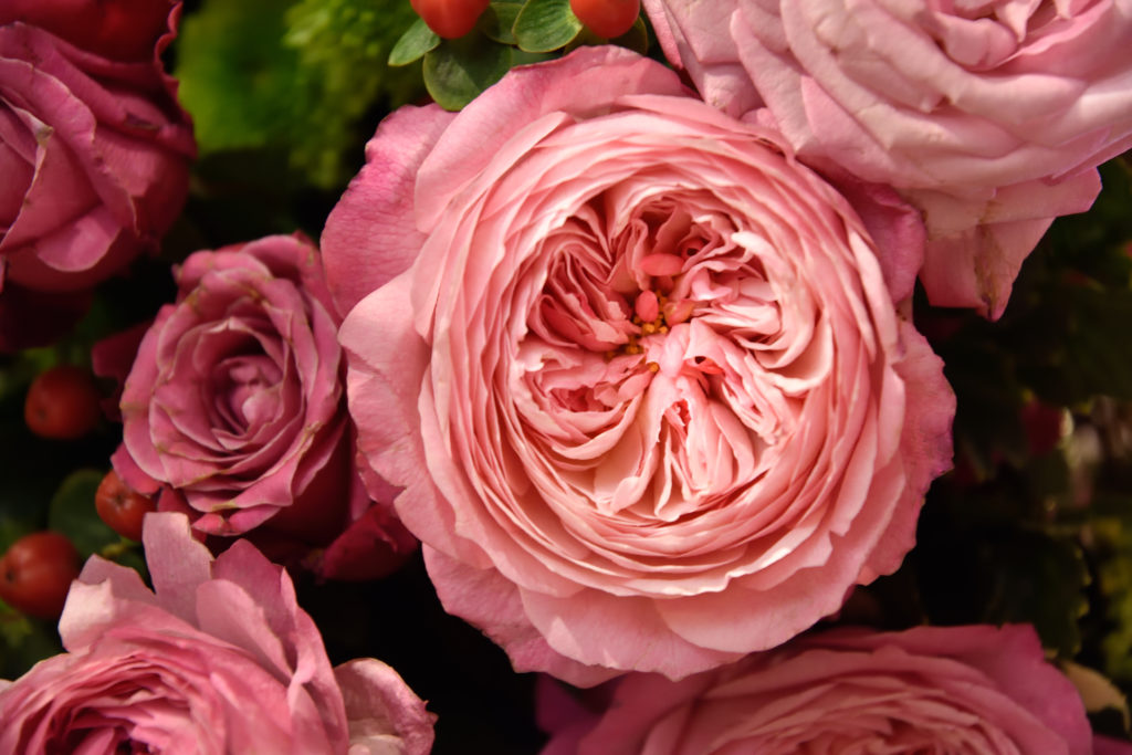 fiori costosi rosa juliet habitante