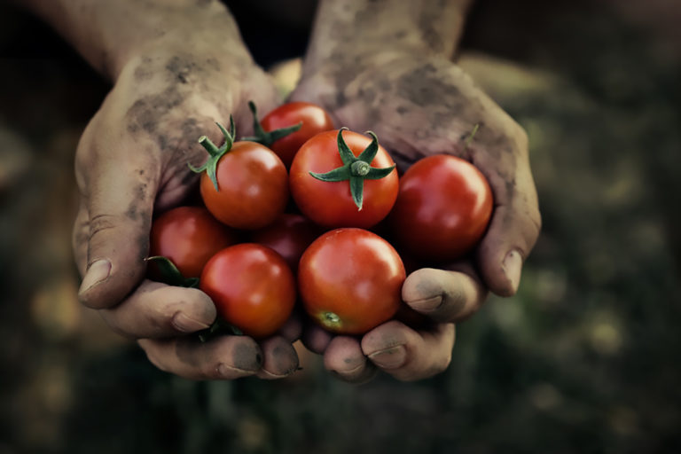 Raccolta dei pomodori
