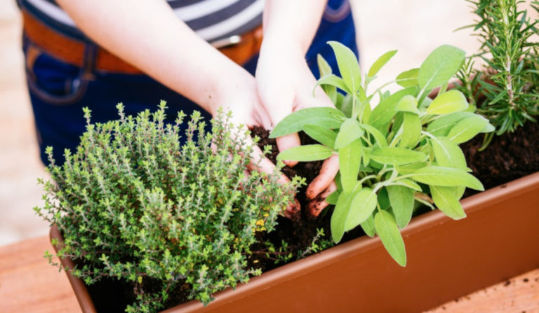 Le piante aromatiche da coltivare sul balcone