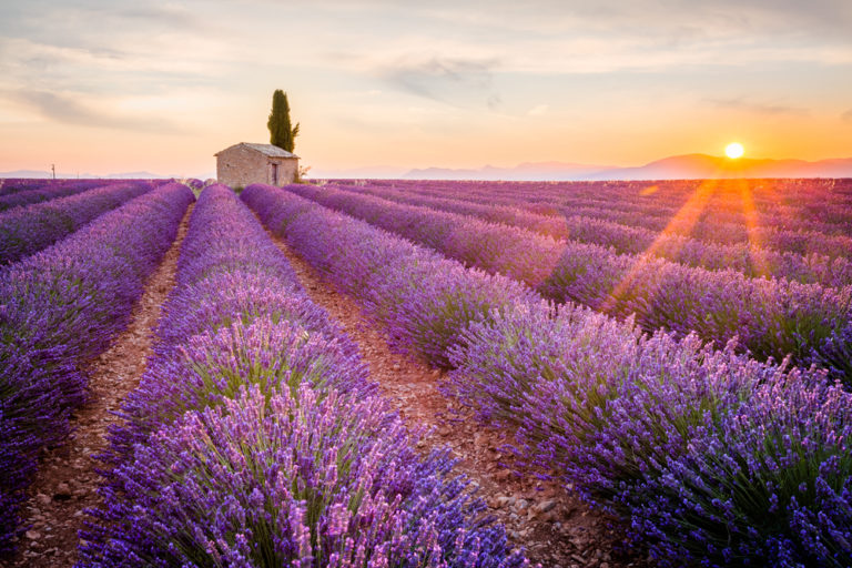 fioritura lavanda borghi provenza