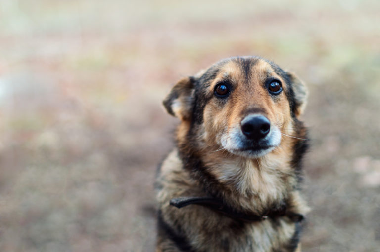 quanti cani vengono abbandonati