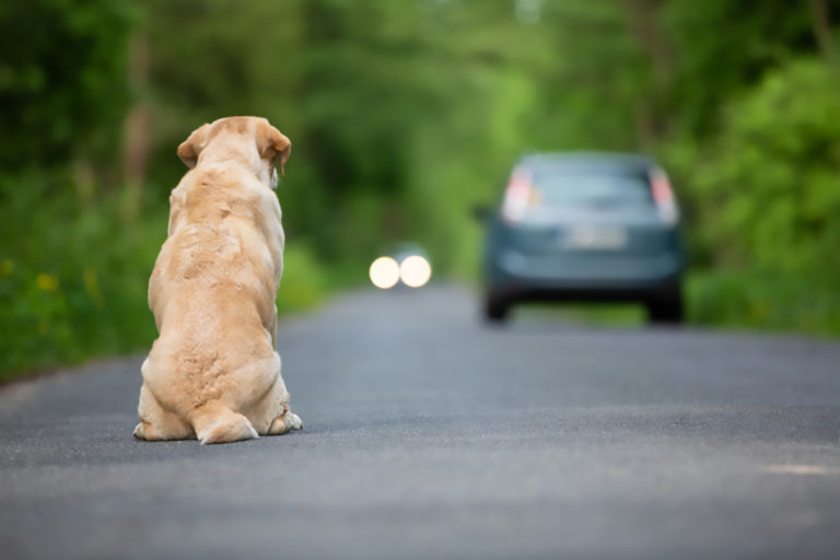 abbandono degli animali d'Estate