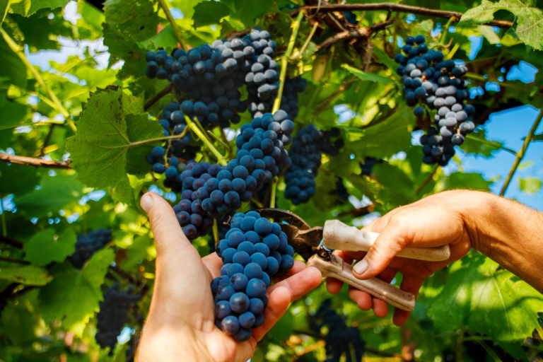 Vuoi partecipare alla vendemmia? Scopriamo insieme le migliori cantine del 2019