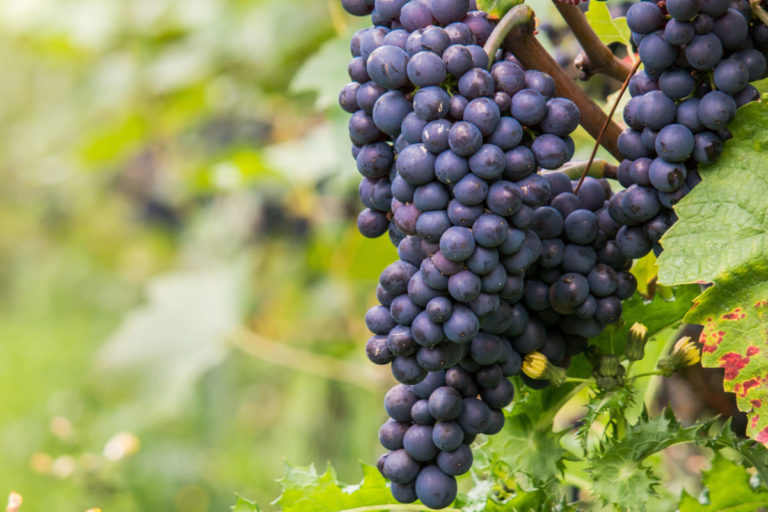 Vendemmia 2019