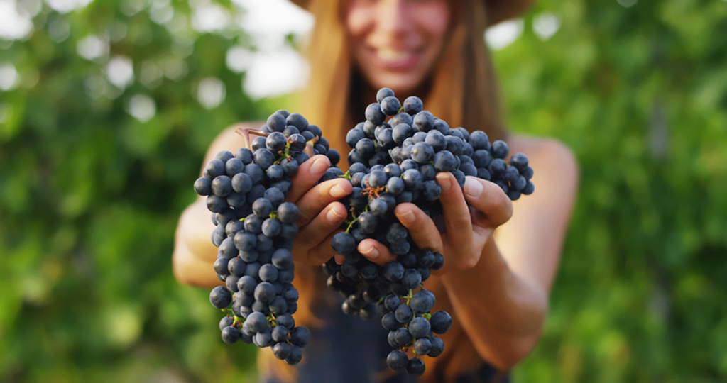 Anche, l'uva, frutto simbolo di questo periodo dell'anno è ricca di proprietà