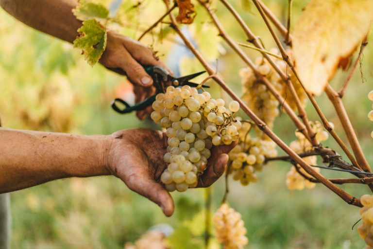 inizio della vendemmia 2019