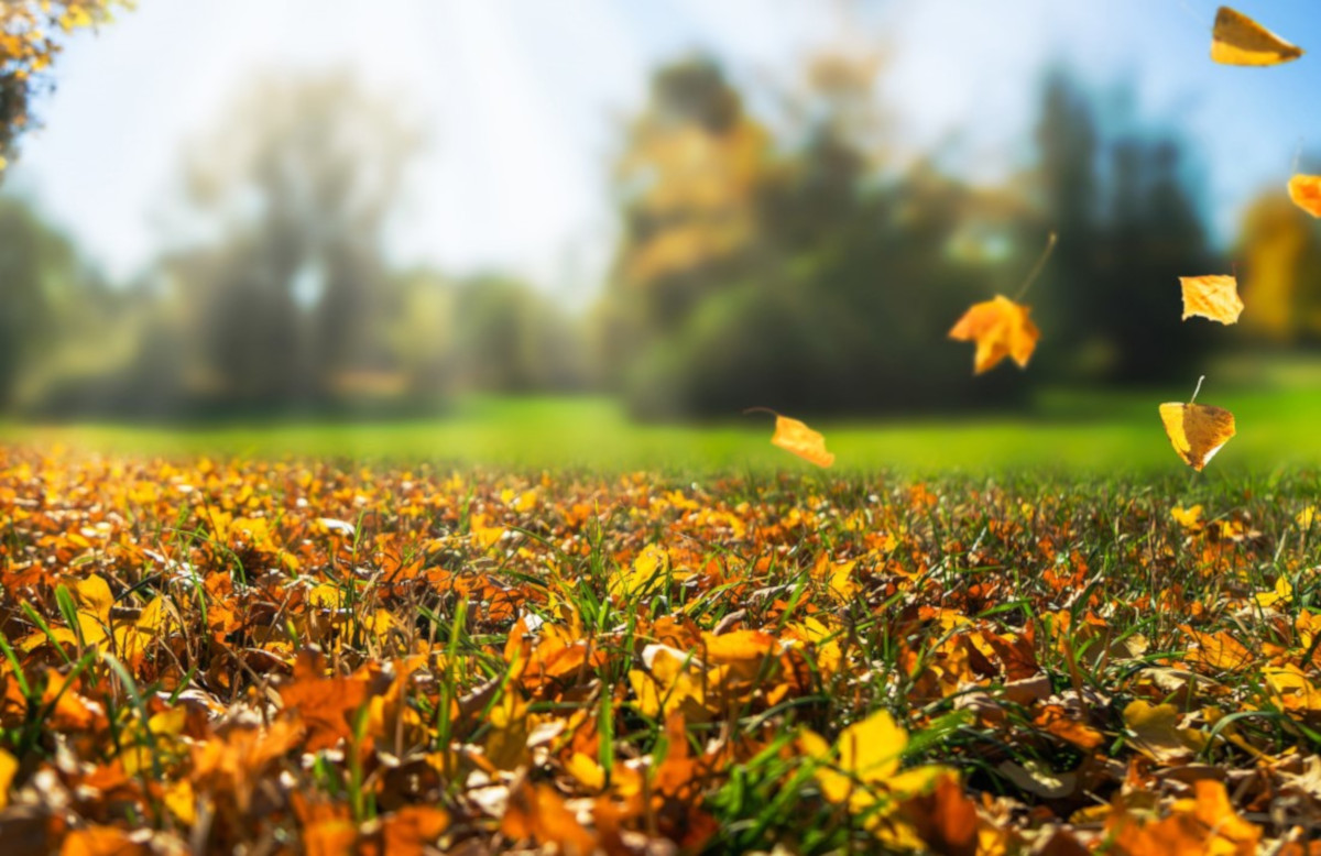 Lavori in giardino nel mese di ottobre