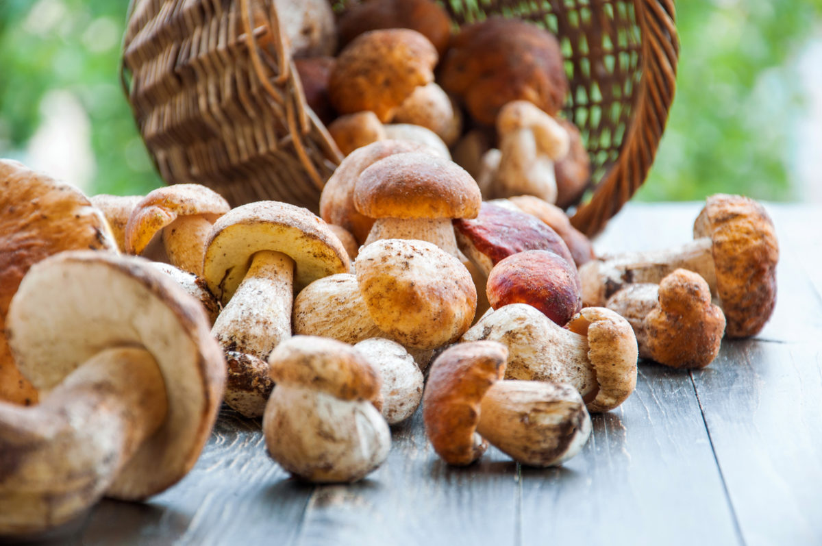 Funghi proprietà e benefici