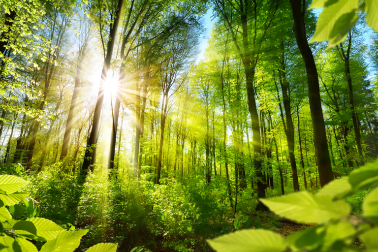 Irlanda sempre più green: pianterà 440 milioni di alberi nei prossimi 20 anni
