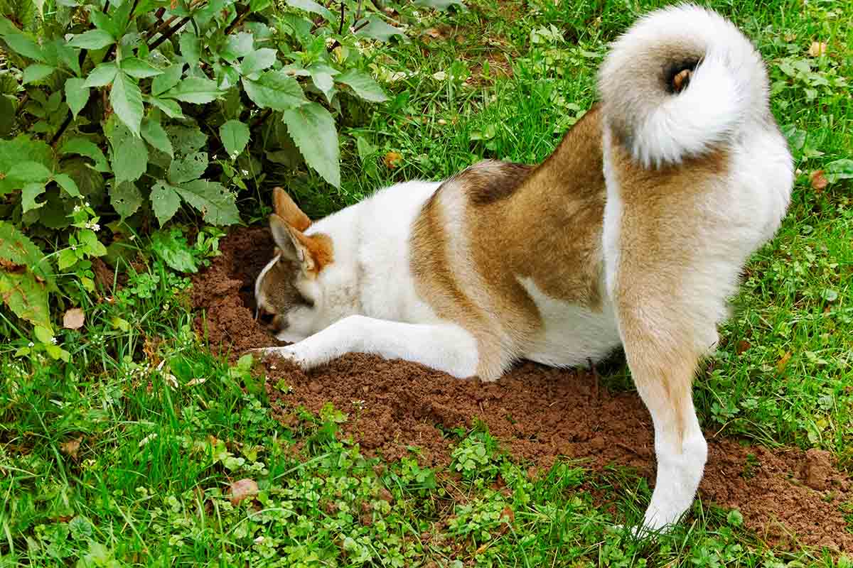 Avere un giardino curato e un cane