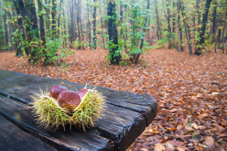 La raccolta delle castagne in Sicilia