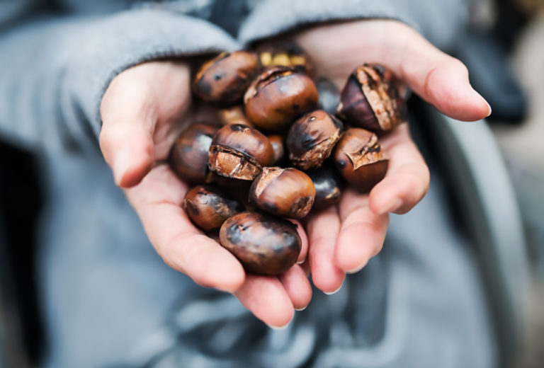 La raccolta delle castagne in Veneto: dove andare?
