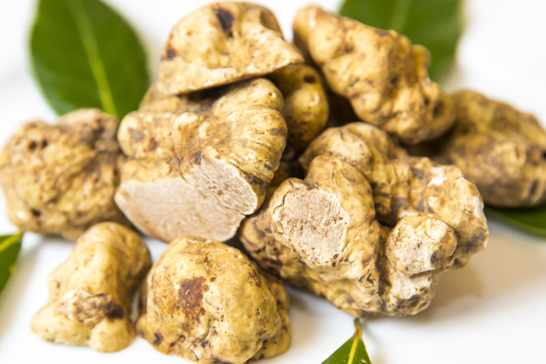 Fiera del tartufo ad Alba