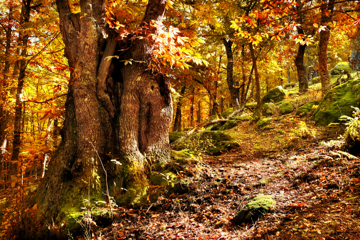 Raccolta delle castagne in Molise dove andare? Habitante