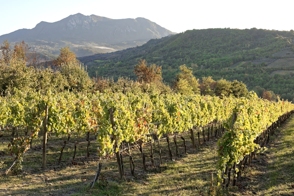 Feudi di san gregorio