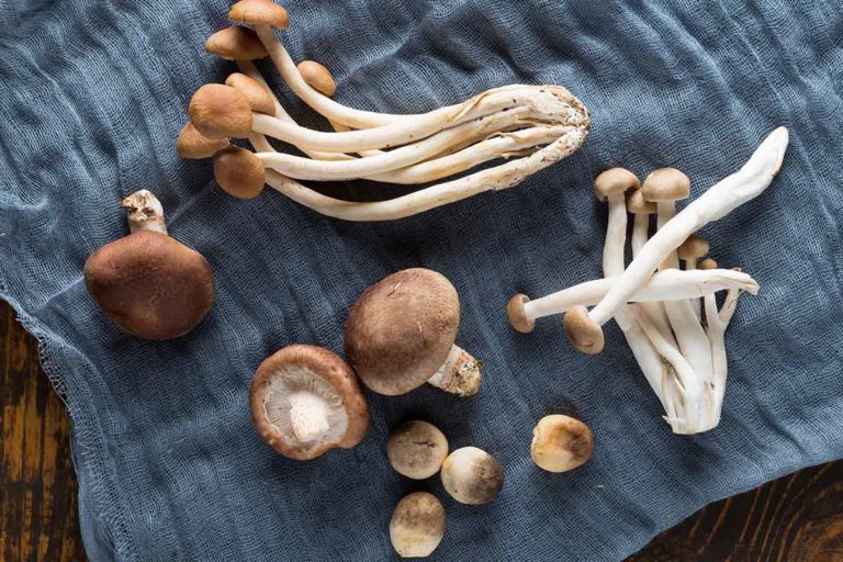 Le migliori 5 ricette con i funghi