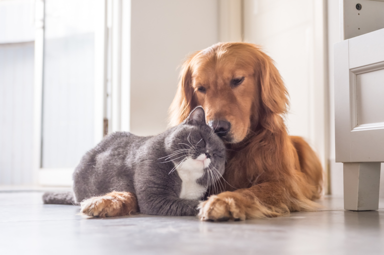 animali domestici in italia