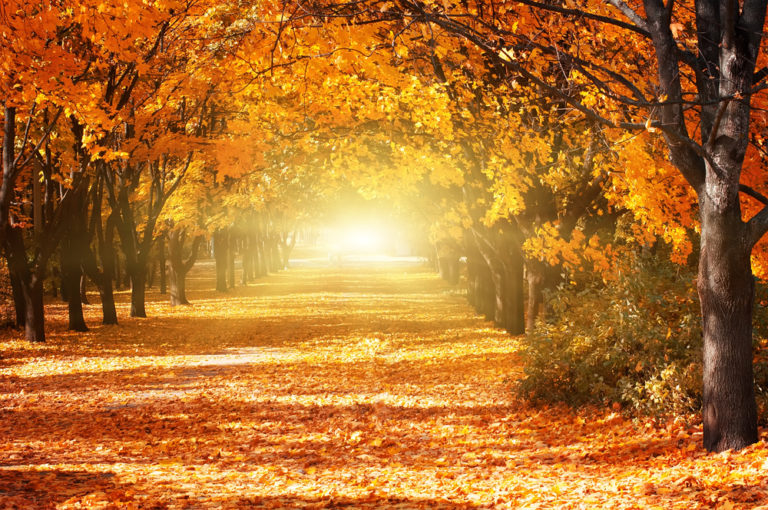 Autunno in natura: ecco quali sono i Boschi più belli d'Italia