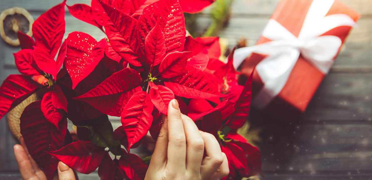 Come curare la stella di natale
