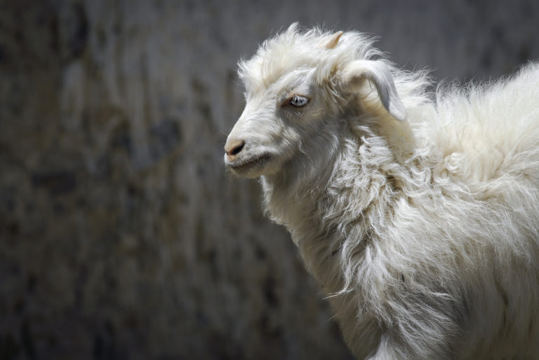 Ecco perché il Cashmere costa tanto