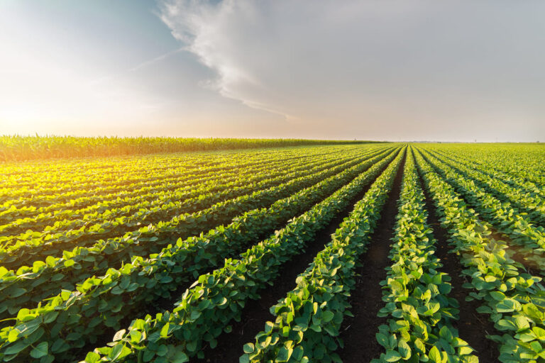 Agricoltura bio