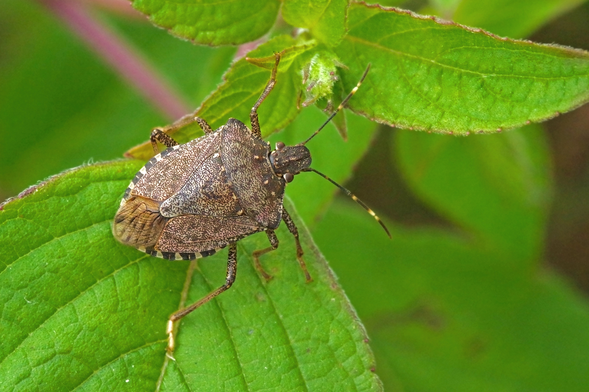 la cimice asiatica