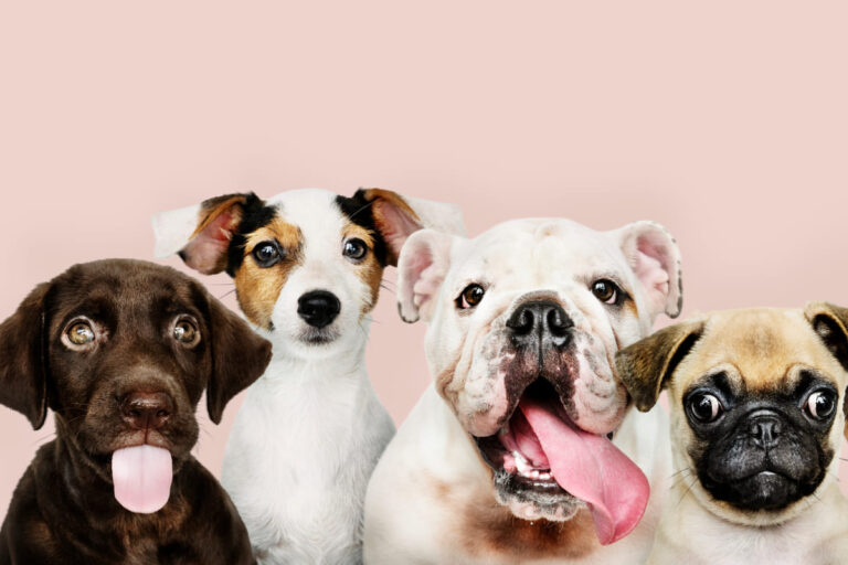 Quante sono le razze di cani