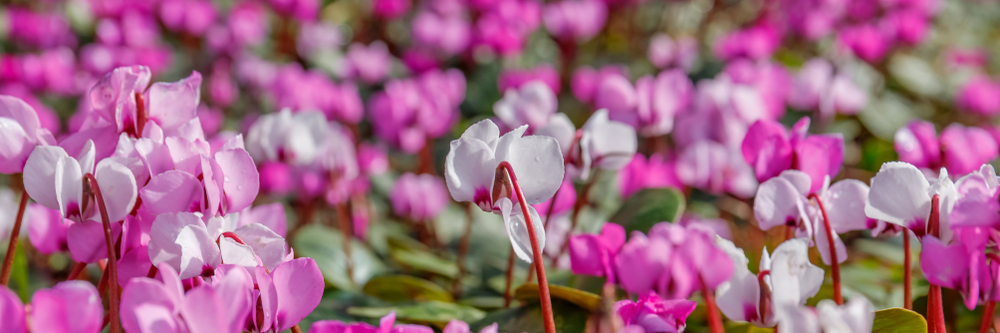 Il Ciclamino, un fiore che colora le nostre case
