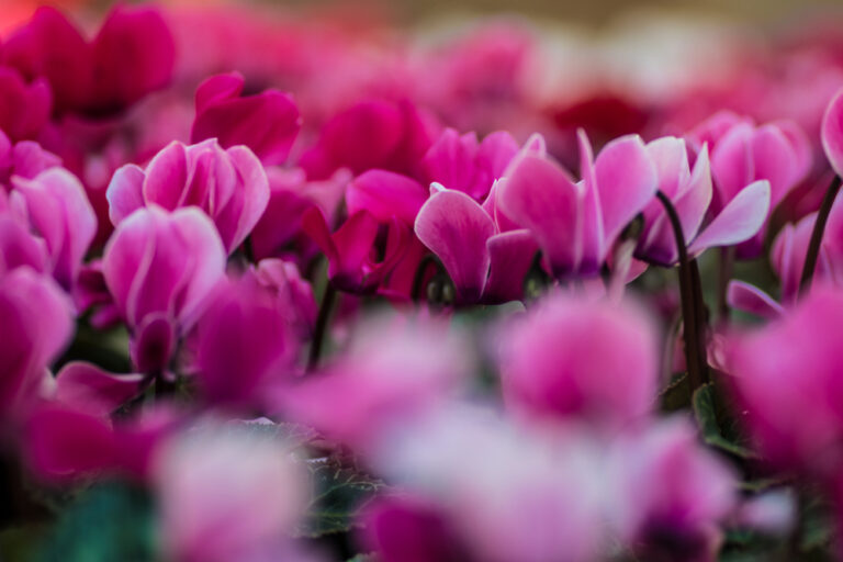 Il Ciclamino, un fiore che colora le nostre case
