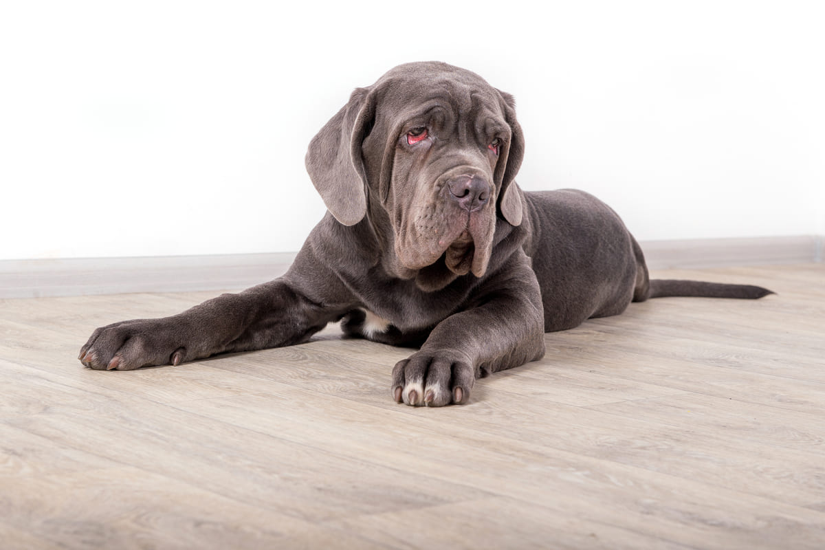Quante Razze Di Cani Ci Sono