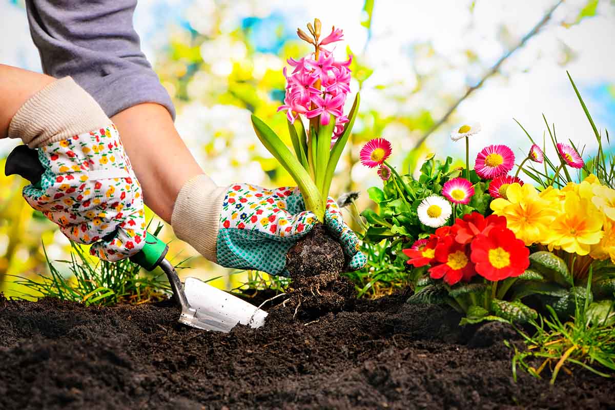 Un giardino fiorito tutto l’anno: piante e fiori da coltivare
