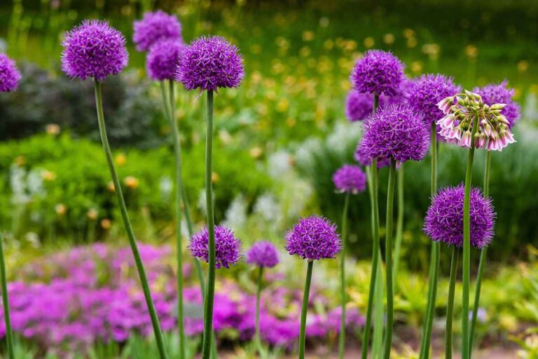 fiori e allergie