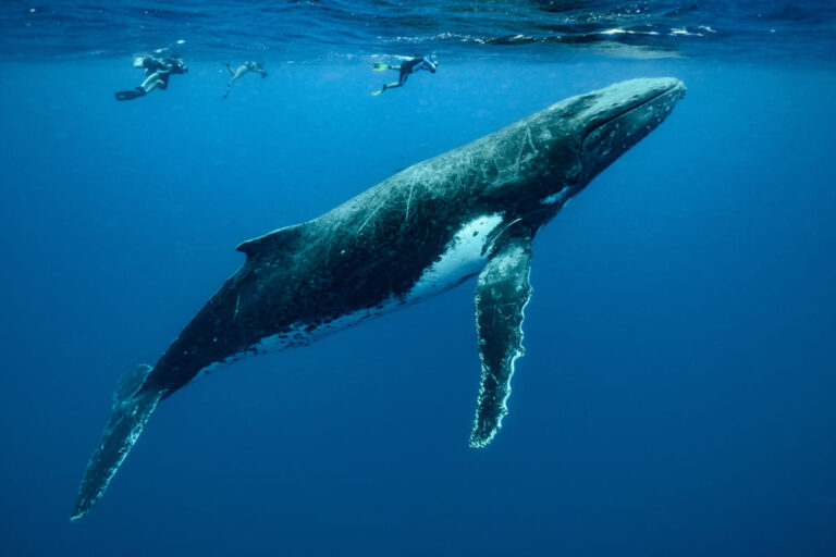 Gli animali più grandi del mondo