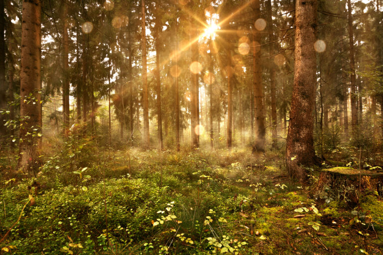 dipingere foreste