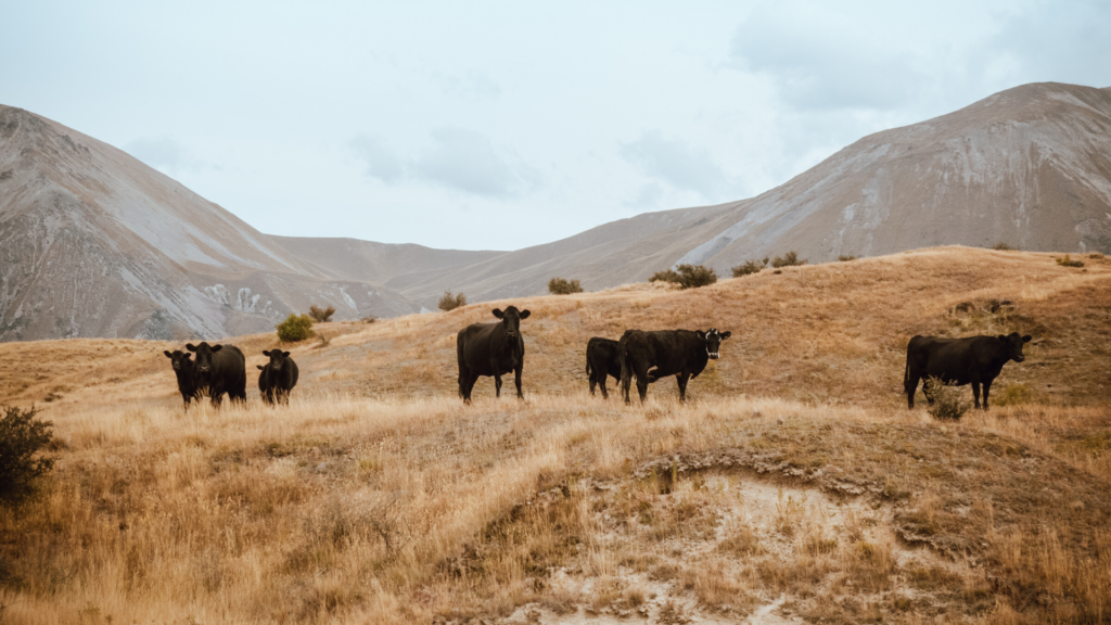 Ritorno alla terra: come aprire un'allevamento di bovini Ritorno alla terra: come aprire un'allevamento di bovini