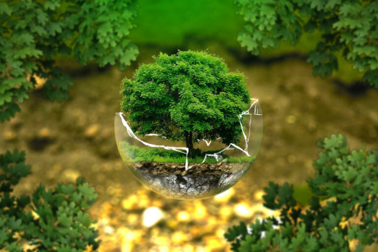 21 marzo 2020, Giornata Internazionale delle Foreste