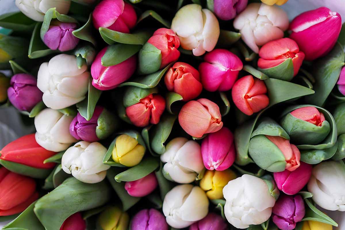 Coltivare tulipani in casa: estetica e armonia