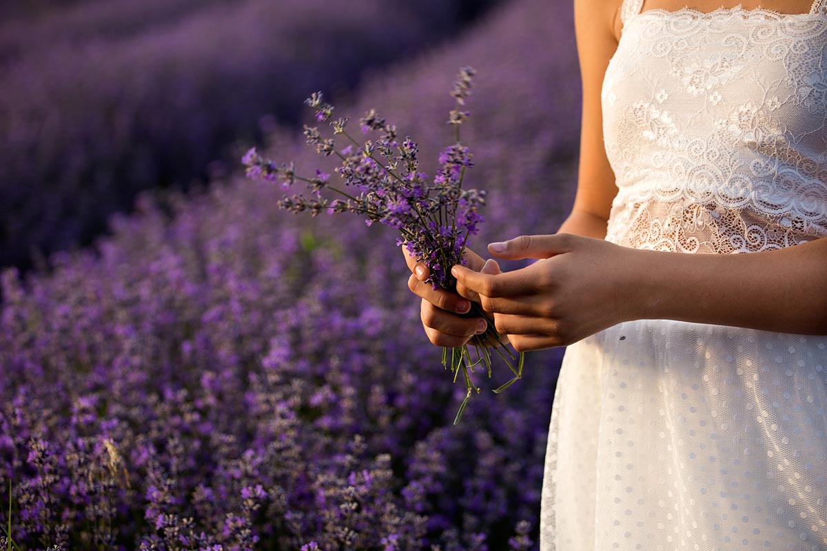 Cura del giardino: talea lavanda