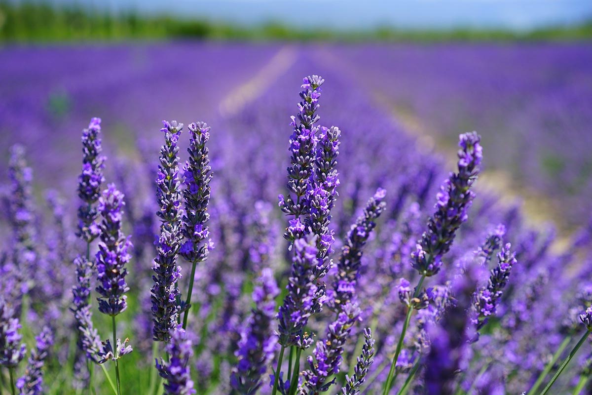 Cura del giardino: talea lavanda